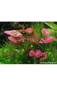 TROPİKAL Nymphaea Lotus (zenkeri) 1 Ad - 1