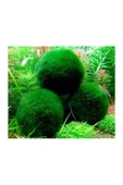TROPİKAL Yosun Topu (moss Ball) 1 Ad Çap 3-4 Cm - 1