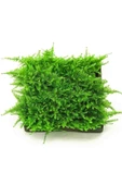 Atakan Petshop Christmas Moss Cup Canlı Bitki - 3