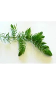 BabelHome Ceratophyllum Demersum (TİLKİ KUYRUĞU ÇAM) Akvaryum Bitkisi - 5 Kök - 1