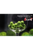 TROPİKAL Yosun Topu Misket(moss Ball) 1 Ad (2 Cm) - 1