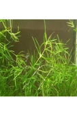 BIO AQUATIC Najas Guadulapensis (guppy Grass) Lepistes Otu 8 Adet thumbnail 1