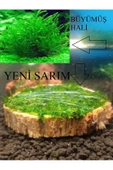 KARİDES MARKET 4-5 Cm Ağaç Diliminde Kütüğe Yeni Sarım Willow Moss Tasarımı Canlı Bitki - 1