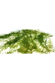 EMAAVM Akvaryum Bitkisi Christmas Moss Canlı Güzel Form Dolu Dolu 1 Cup - 3