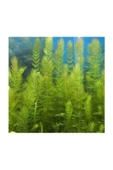 BabelHome Ceratophyllum Demersum (tilki Kuyruğu) Akvaryum Bitkisi 5 Adet - 2