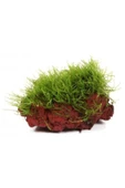 TROPİKAL Moss "kayaya Tutturulmuş Java Moss" - 1