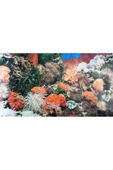 canlipetshop Arka Fon 50 Cm Uzunluk (YÜKSEKLİK 50 CM) No J01 - 1