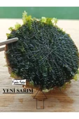 KARİDES MARKET 4-5 Cm Ağaç Diliminde Kütüğe Yeni Sarım Cameroon Moss Tasarımı Canlı Bitki - 1