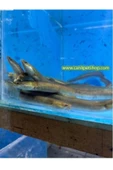 canlipetshop anguilla anguilla european eel tüm türler ile uyumlu cins - 1