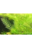 BIO AQUATIC Najas Guadalupensis 3 Adet Lepistes Otu Guppy Grass - 3