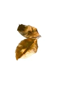canlipetshop Kauçuk Yaprağı 100 Ad 15-20 Cm Su Yumuşatıcı - 1