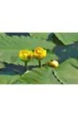 canlipetshop Nilüfer Nuphar Japonica Su Üstü Bitkisi Soğan Halinde 2 Adet - 1