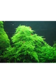 EMAAVM Akvaryum Bitkisi Christmas Moss Canlı Güzel Form Dolu Dolu 1 Cup - 2