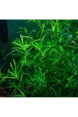 BIO AQUATIC Najas Guadalupensis 3 Adet Lepistes Otu Guppy Grass - 1