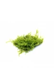 BIO AQUATIC Java Moss 5x5 Cm Akvaryum Zemin Ve Dekor Süsleme Bitkisi. - 1