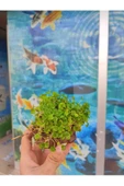 canlipetshop Dichondra Repens "kayaya Tutturulmuş" - 3