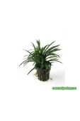 TROPİKAL Ophiopogon Japonicus Minima (zemin) 3 Kök 1 Saksı 4-5 Cm - 1