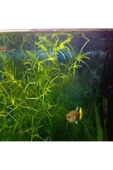 BIO AQUATIC Najas Guadalupensis 3 Adet Lepistes Otu Guppy Grass - 2