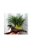 TROPİKAL Ophiopogon Japonicus Mango Kütügüne Tutturulmuş Minima 5 Kök - 1