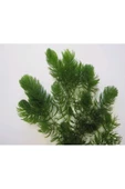 BabelHome Ceratophyllum Demersum (TİLKİ KUYRUĞU ÇAM) Akvaryum Bitkisi - 5 Kök - 3