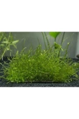BIO AQUATIC Java Moss 5x5 Cm Akvaryum Zemin Ve Dekor Süsleme Bitkisi. - 2