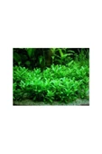 TROPİKAL Bacopa Monnieri 10 Adet - 3