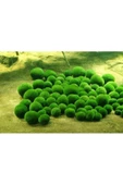 EMAAVM Marimo Şans Yosunu Moss Ball 3 4 cm Yosun Topu - 2