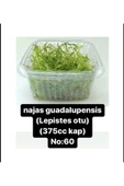Black Mountian Aquatic Akvaryum Bitkisi Canlı Lepistes Otu (375cc Kapta) - 1