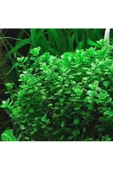 EMAAVM Akvaryum Bitkisi Bacopa Monnieri 5 Dal thumbnail 1