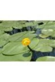 canlipetshop Nilüfer Nuphar Japonica Su Üstü Bitkisi Soğan Halinde 2 Adet - 3