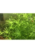 BIO AQUATIC Lepistes Otu Guppy Grass 5 Adet Canlı Bitki - 2