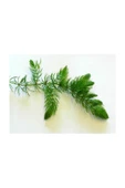 BabelHome Ceratophyllum Demersum (tilki Kuyruğu) Akvaryum Bitkisi 5 Adet - 1
