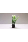 TROPİKAL Plastik Bitki 12 Cm Papatya - 1