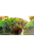 canlipetshop Arka Fon 50 Cm Uzunluk (YÜKSEKLİK 30 CM) No 9084 - 1