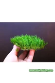 TROPİKAL Moss "java Moss" 3 Adet 5*5 Cm2 Yeni Sarım - 2