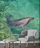 Deniz ve Yunus Balığı Temalı Duvar Kağıdı thumbnail 5