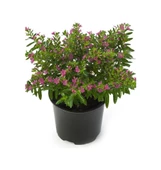 Kufeya Çiçeği Cuphea Hyssopifolia 10-20 Cm thumbnail 1