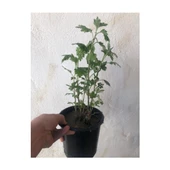 1 Adet Kasımpatı Fidanı Saksılı 10-30 cm Beyaz thumbnail 3