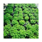 1 Adet Kasımpatı Fidanı Saksılı 10-30 cm Beyaz thumbnail 2