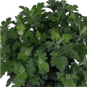 Sarı Renk 10-20 cm Kasımpatı Saksı’da (Chrysanthemum) thumbnail 2