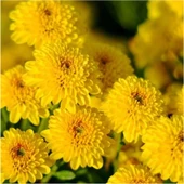 Sarı Renk 10-20 cm Kasımpatı Saksı’da (Chrysanthemum) thumbnail 3