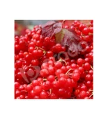 Prado Girabolu Meyvesi (GİLABURU, GİREBOLU) 10 Lt -5 kg Meyve GIRABOLU - 2