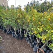 Yenilebilir Bol Meyveli Mini Süs Mandalina Fidanı, 130 Cm Üzeri Tüplü ve Aşılı - 4