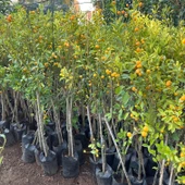 Yenilebilir Bol Meyveli Mini Süs Mandalina Fidanı, 130 Cm Üzeri Tüplü ve Aşılı - 2