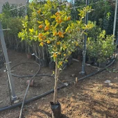 Yenilebilir Bol Meyveli Mini Süs Mandalina Fidanı, 130 Cm Üzeri Tüplü ve Aşılı - 3