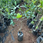 Aşılı Yediveren Mayer Bodur Limon Fidanı (2-3 Yaş Tüplü Fidan) thumbnail 1