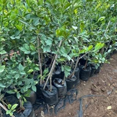 Aşılı Yediveren Mayer Bodur Limon Fidanı (2-3 Yaş Tüplü Fidan) thumbnail 2