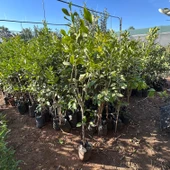4 Yaş Aşılı ve Tüplü Yediveren Limon Fidanı (140 Cm Üzeri) - 1