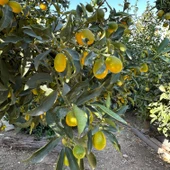 Aşılı 3-4 Yaşlarında Kamkat Ağacı Büyük Boy Bol Meyveli (Kumkuat) thumbnail 1