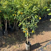 Aşılı 3-4 Yaşlarında Kamkat Ağacı Büyük Boy Bol Meyveli (Kumkuat) thumbnail 2